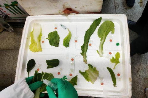 七里河區食品藥品檢驗檢測中心 強化食用農產品及食品快速檢測 筑牢食品安全防線